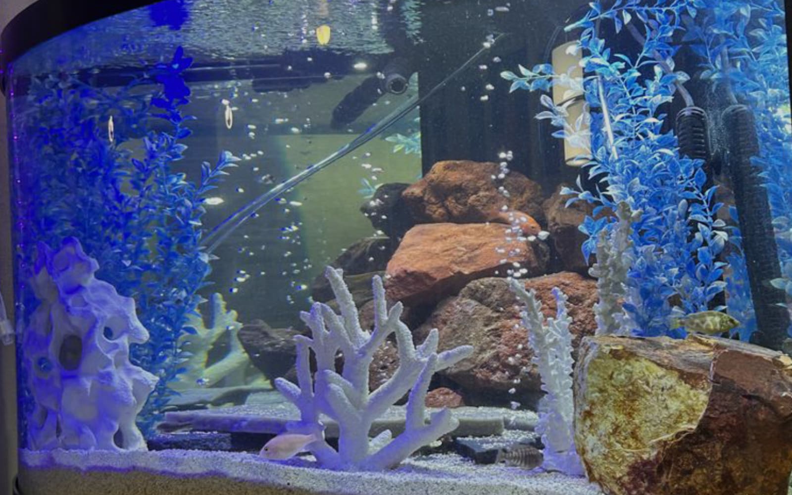 Aquarium Cleaning